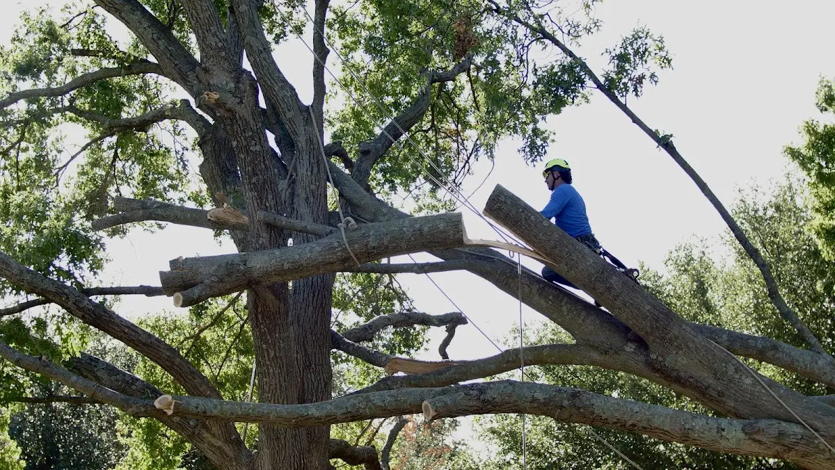 Professional Crown Thinning performed by certified arborists in Onida
